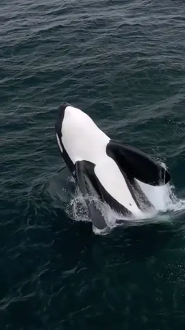 This is what freedom looks like. 🐋💙 Watch as a pod of wild orcas breach and leap with joy in the open ocean — a powerful reminder of the beauty of nature when it’s untouched. 🌊 These killer whales aren’t performing tricks — they’re simply living. Their energy, their grace, their freedom… breathtaking. 🙌 Let wild animals stay wild. #orcasinthewild #orcas #killerwhale #ocean  #jumpingwhale #wildlifemoments #marinelife #natureunfiltered #OceanVibes  #whalewatching #oceanmagic #tiktoknature #savethewhales #fyp 
