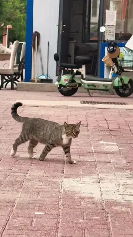 #cute #cat #funnyvideos #funny #catsoftiktok #fyp 