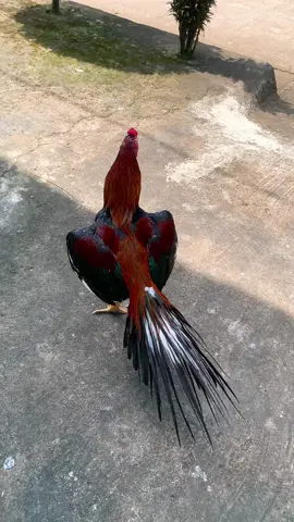Hanya sekedar hobi ayam klangenan #ayamekorlidisuper #ayamhiasekorlidiindonesia #ayambangkokindinesia #fyppppppppppppppppppppppp #xyzabc #masukberanda 
