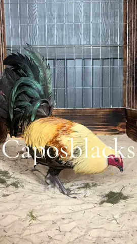 Melsims x toppy best of both worlds #gamefowl #gallos #gallosfinos #gallosworld #gallosfinos💯 #gallero #gallerosoy #gallerosmexicanos #gallera 
