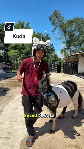 Day 2 di Malaysia ‼️ Review kuda di madad🐎 