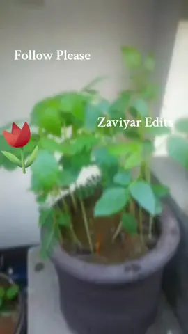 #zaviyarking#viralvideo #goviraltiktok #unfreezmyaccout #viralvideo #craetorsearchinsights #supportme#fyppppppppppppppppppppppp #fypシ゚ 