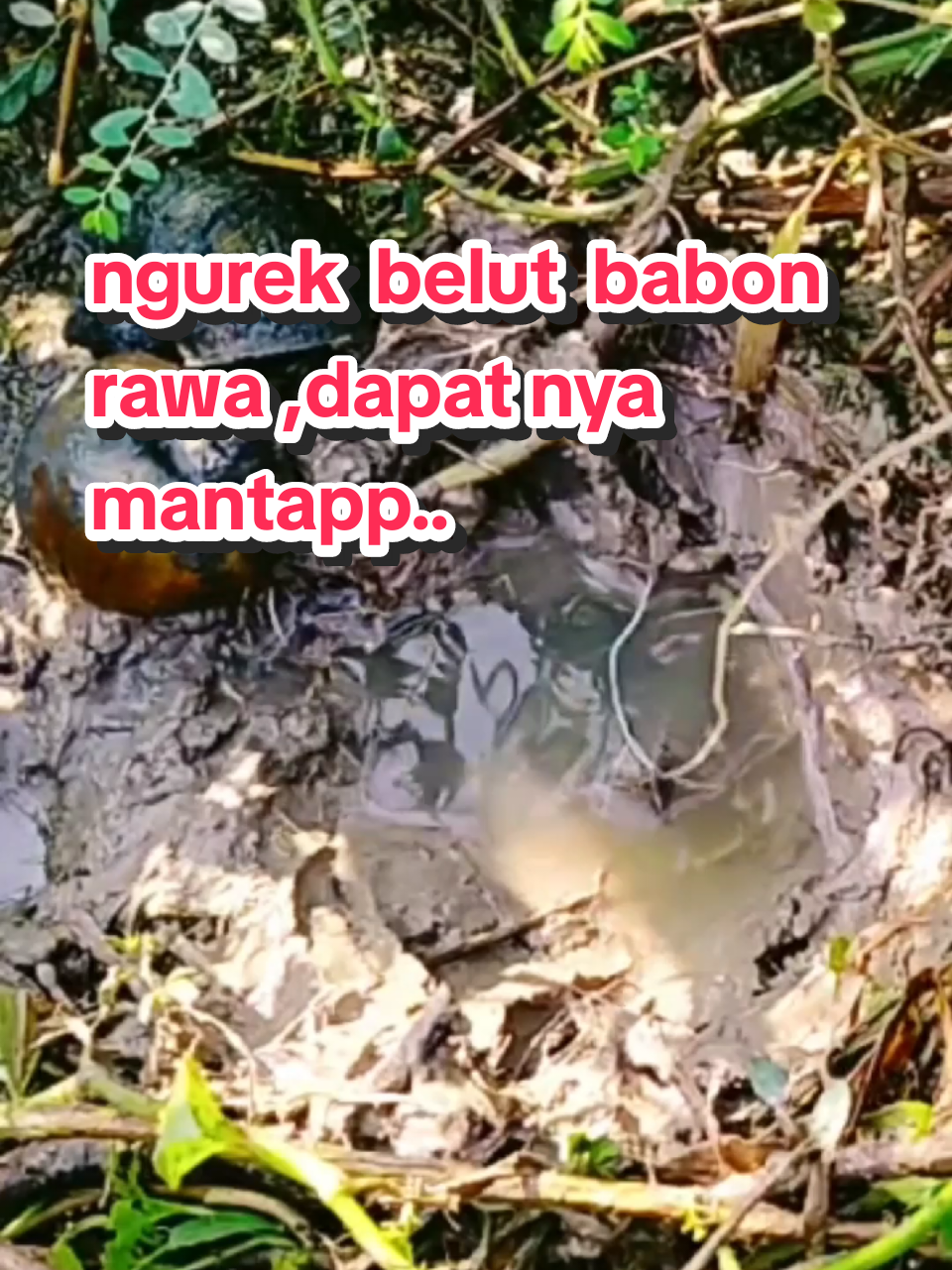 ngurek-urek,mancing belut babon rawa ,dapatnya mantapp #tiktok #urekurek #mancingbelutbabon #fyp 
