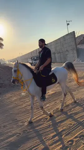 عشت عمري بتعلم #خيل_وخياله🐎 #nzletalsman #nazletelsemman #الخيل_من_خيالها #خيل_عربي 