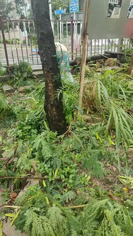 taifong membawa berkah,bisa botok lamtoro.