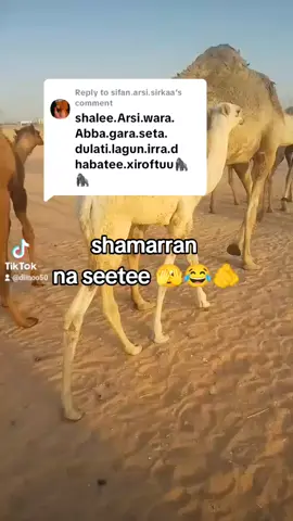 Replying to @sifan.arsi.sirkaa 