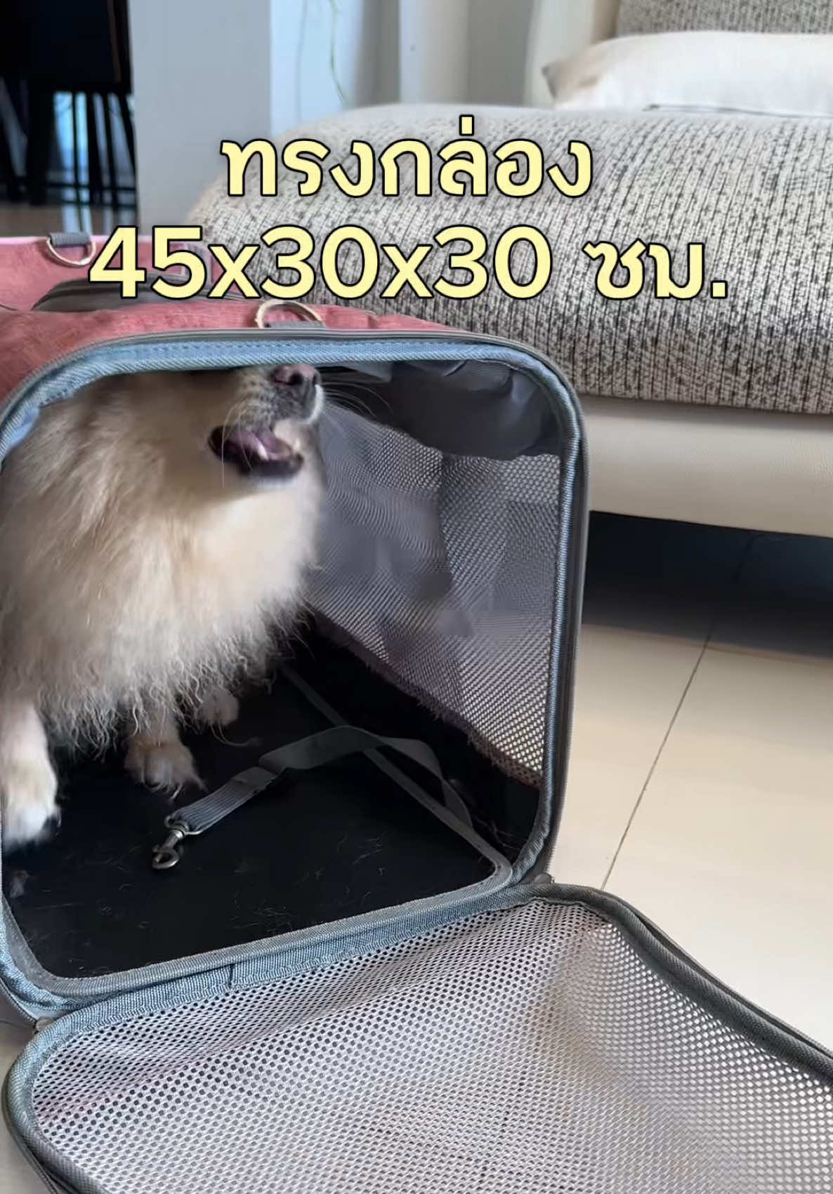 วิ่งเข้ากระเป๋าแบบรู้งานมาก 🐶😆 ว่าจะได้ไปเที่ยว #กระเป๋าสัตว์เลี้ยง #กระเป๋าใส่สัตว์เลี้ยง #กระเป๋าสะพายสัตว์เลี้ยง #กรงสัตว์เลี้ยง #สัตว์เลี้ยงtiktok 