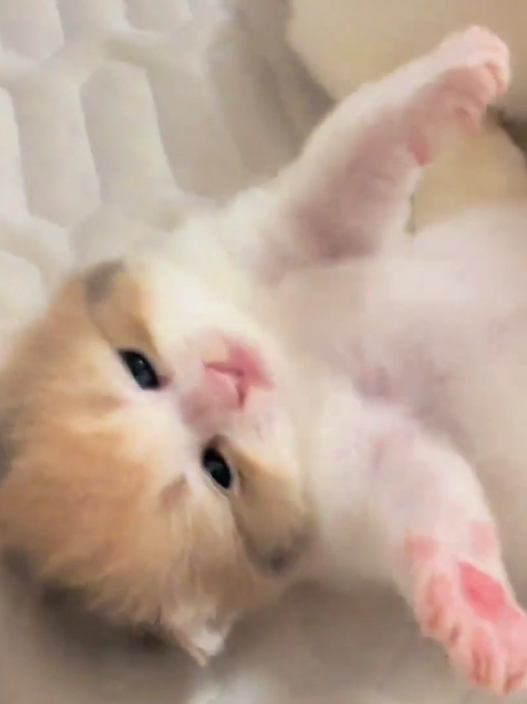 My sweetheart.😊#pets #cats #kitten #cute 