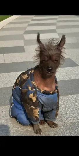 thần thái thì khỏi bàn #fyp #pet #cool #gang #dogs #mydog #fypシ゚ #trending 