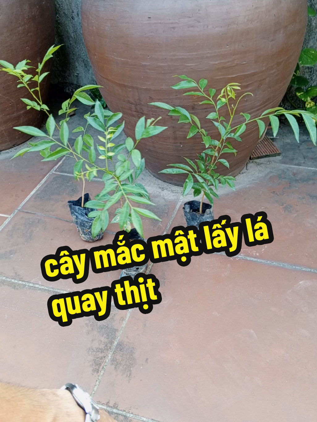 cây mắc mật lấy lá quay thịt #ongchudungthat 
