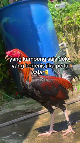 kampung aja dulu 😁 #ayamkampung #fyp #ayamphilipin🇵🇭 #kandangbesigamefarm 
