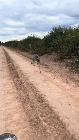 #🤣🤣🤣 #viraltiktok #picanteviejonomas #suri 