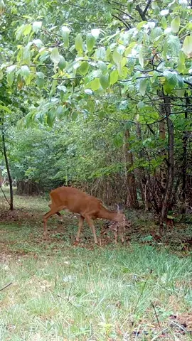 First steps in the forest with mom ❤️  #nature #deer #fawn #fyp 