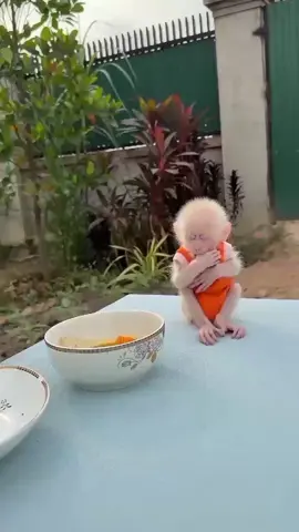 #monkey Duke ##fyp #pets #shorts #animal #babymonkey #monkey #funny #cute 