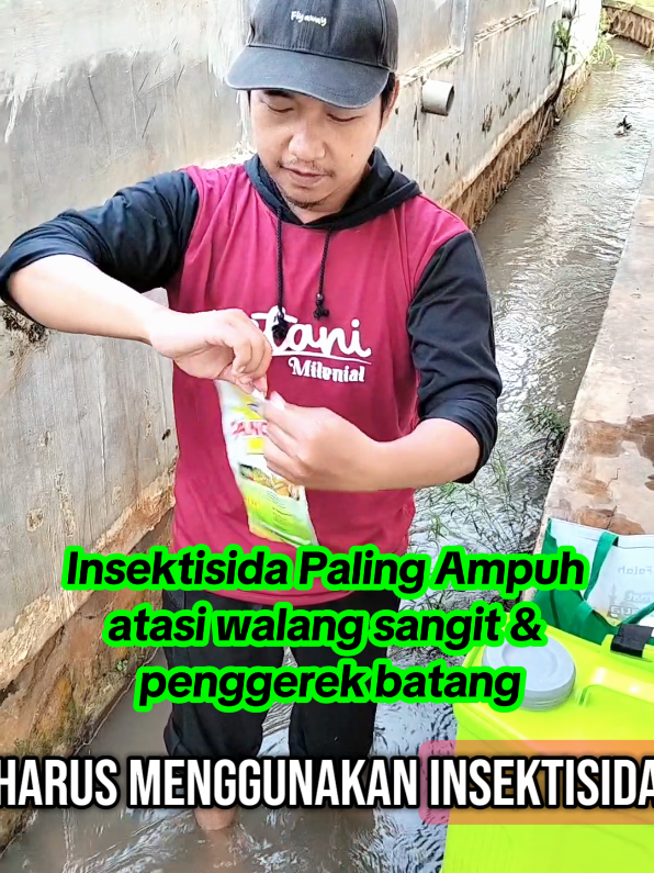 Racun paling ampuh atasi walang sangit #viralvideo #fypシ #viraltiktok #hamapadi #petanimilenial #petaniindonesia🇮🇩🇮🇩🇮🇩🌿🌿 #affiliatetiktok #affiliatemarketing #petanimodern 