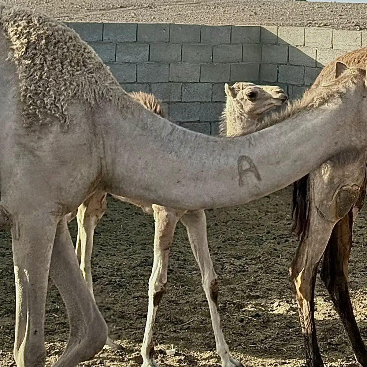 عود المحاني لك ومدهالك  ‏تمخطر بها واقعد لحالك  ‏مدام قلبي لك ومنزالك  ‏اقلط على فال الغلا وصحوح ❣️