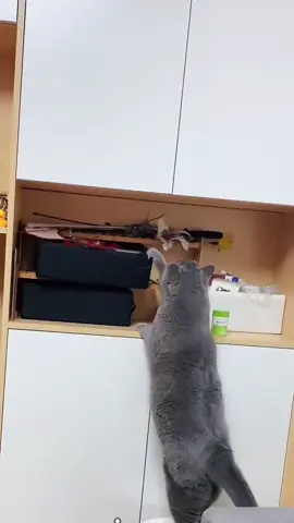 #cat #PetsOfTikTok #catsoftiktok #pets #trynottolaugh 