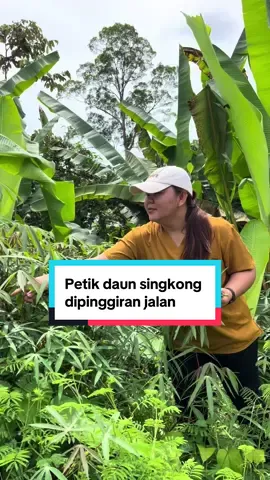 Hidup dikampung ga selamanya nyari sayur harus kekebun, dipinggiran jalan raya aja banyak menyediakan sayur mayur yang bisa dipetik #carisayur #anakkampung #daunsingkong ##fyppppppppppppppppppppppp 
