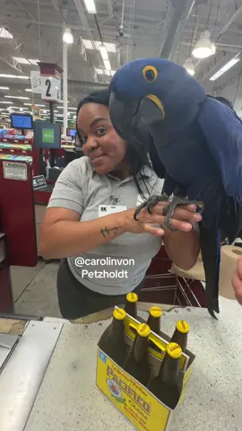 Grocery store cashier bravely holding my hyacinth Macaw Love #holdmybird #cashier #groceries #groceryshopping  #thankful #grateful #gratitude #thankyougod #blessed #blessedandgrateful #MACAWS #cute #viral #shorts #pets #exoticbirds  #nature #exoticpets #beautiful #nature_friends  #birds  #hyacinths #hyacinthmacaws  #parrots #animals #animallover #cuteanimals #birdlover #carolinvonpetzholdt #happyplace #hyacinthmacaw  #bird #parrot 