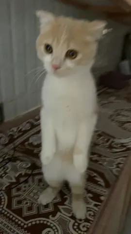؟ #tiltok #vrial #axplor #cat 