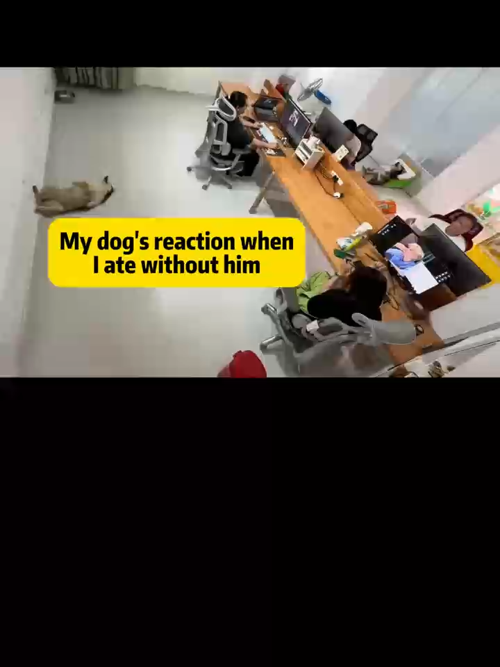 My dog's reaction when I ate without him: 