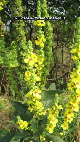 DZIEWANNA (Verbascum thapsus) ⸻ Właściwości magiczne Dziewanna była ceniona w praktykach magicznych od starożytności – jej wysoki, świecący pęd nazywano „kijem Aarona”, symbolizującym ochronę i trwanie. W folklorze znajdziesz następujące zastosowania: 	•	Ochrona przed złymi mocami – zawieszana w drzwiach, stosowana w amuletach, kadzidłach by odpędzać demony i negatywne energie    . 	•	Zwalczanie koszmarów – dodawana do poduszek lub kadzideł, by zapewnić spokojny sen i jasne sny   . 	•	Wzmacnianie odwagi i jasnowidzenia – używana w rytuałach na odwagę, jasnowidzenie i kontakt ze światem duchów   . 	•	Woskowe świece ochronne – suszone pędy służyły jako knot w lampach, tworząc „światło trzymające zło z dala”    . 	•	Rytuały na przejścia i egzorcyzmy – wykorzystywana przy przejściach, oczyszczaniu przestrzeni i egzorcyzmach niskiego stopnia    . ⸻ Właściwości lecznicze Dziewanna to klasyczny ziołowy środek wspomagający leczenie schorzeń układu oddechowego i nie tylko. Poniżej najważniejsze dane, z potwierdzeniem naukowym: Układ oddechowy 	•	Wykrztuśny (expectorant) – ułatwia odkrztuszanie, redukuje kaszel, zalecana przy bronchicie, astmie i chronicznym kaszlu       . 	•	Łagodząca (demulcent) – dzięki śluzowatom substancjom osłania gardło i oskrzela  . Przeciwzapalne i antybakteryjne 	•	Zawiera saponiny, flawonoidy, polisacharydy, irydoidy – działające przeciwzapalnie, antyoksydacyjnie i przeciwdrobnoustrojowo  . Na skórę i uszy 	•	Stosowana w postaci oleju/kremu: leczy rany, oparzenia, egzemy, trudno gojące się zmiany  . 	•	Na ból ucha – olej z kwiatów jako krople przeciwzapalne i przeciwbólowe    . Dodatkowe zastosowania 	•	Jelita i układ moczowy – korzeń działa moczopędnie, ściągająco; liście pomagają przy hemoroidach i stanach zapalnych skóry  . 	•	Nerwowy relaks – delikatne działanie sedatywne, stosowana jako herbata uspokajająca    . 	•	Wirusobójcze i antyrakowe – badania wskazują działanie przeciw wirusom (influenzie, HSV), antyoksydacyjne, przeciwnowotworowe i przeciwdrobnoustrojowe     . ⸻ Jak używać – przykłady Napar: 1‑2 łyżeczki liści/kwiatów na szklankę wrzątku – parzyć 10–15 min, stosować przy kaszlu, astmie, zapaleniu oskrzeli, do płukania gardła. Olejek/krem: z kwiatów na bazie oliwy – do uszu, skóry, oparzeń. Kompres/zlewa: świeże liście – na rany, egzemy, zapalenia skórne. Herbata sedatywna: np. z korzenia lub mieszanki – na nerwowe napięcia. Uwaga: przed zastosowaniem w celach leczniczych – szczególnie długotrwale, przy ciąży, karmieniu lub chorobach przewlekłych – konieczna konsultacja z lekarzem lub farmaceutą. ⸻ Magiczno‑lecznicze połączenie Dziewanna doskonale łączy magię i medycynę naturalną: 	•	Kadzą ją i palą, by oczyścić przestrzeń i dodać odwagi  	•	Herbatę piją, by uspokoić ciało i duszę, 	•	Olejem smarują, by uzdrowić ciało i wypchnąć energię choroby. To ziele „świadome” – pełni rolę światła w ciemności, lecz również balsamu dla duszy i ciała.