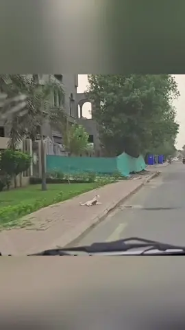 Rescue family cat on the roadside. #rescue #rescueanimals #animals #rescuecat #cat #catsoftiktok #fyp 