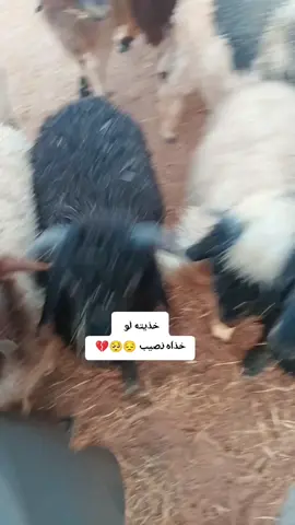 مالي خلك حط هشتاقات عراق الردن سعوديه كويت قطر سوريا رياض فلصطين 