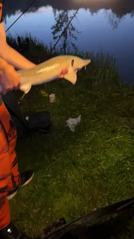 #poisson #peche #plaisir #esturgeon #potes 