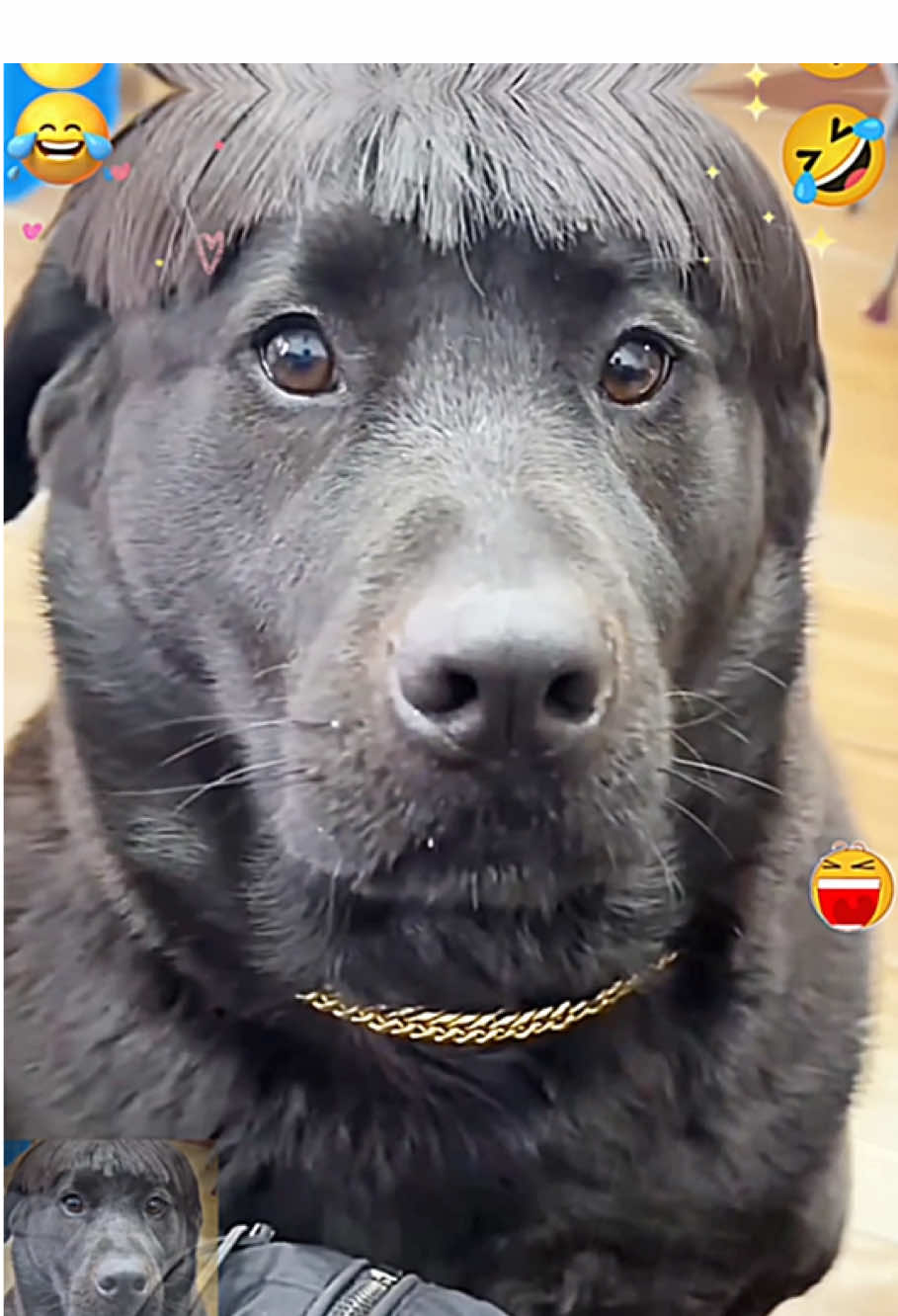 Funny dog is new look #funnyvideos #funnydog #foryou #dogsoftiktok #fyp 