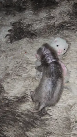 big brother pumba playing with his little sister torvi 🥊 #frettchen #fret #fretten #babyferret #ferret #ferretsoftiktok #ferretsforever #ferretsareawesome #huron 