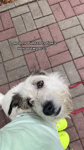 после смерти нюши говорила себе, что не полюблю новую собаку так, как ее для кого-то тренд, для меня суровая правда  #dogcommunity #dogsoftiktok #бимус #mongrel #дворняга 