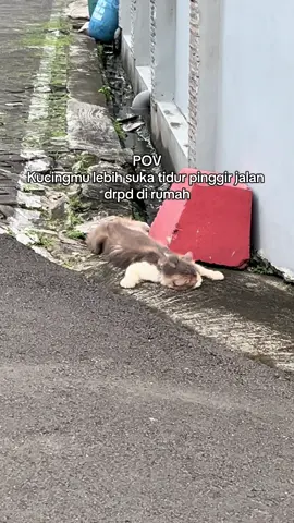 Susah dikasi taunya 😭 #abubuy #abubuythecat #kucinglucu #kucinggemoy #kucingtiktok #fyp #kucingnakal #catsoftiktok 