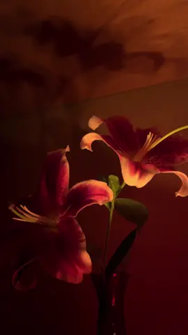 please let me keep this memory, just this one… #lily #lilies #artofnoticing #eternalsunshineofthespotlessmind #aestheticallypleasing #capturingmoments #beauty #beautiful #flowers #candle #shadow #dancingshadows #creation #foryoupageofficiall #fypage #fypp #fypシ #foryoupagee #viraltiktok #viralvideos #poetic #cinematography #cinematic #videography #memories 
