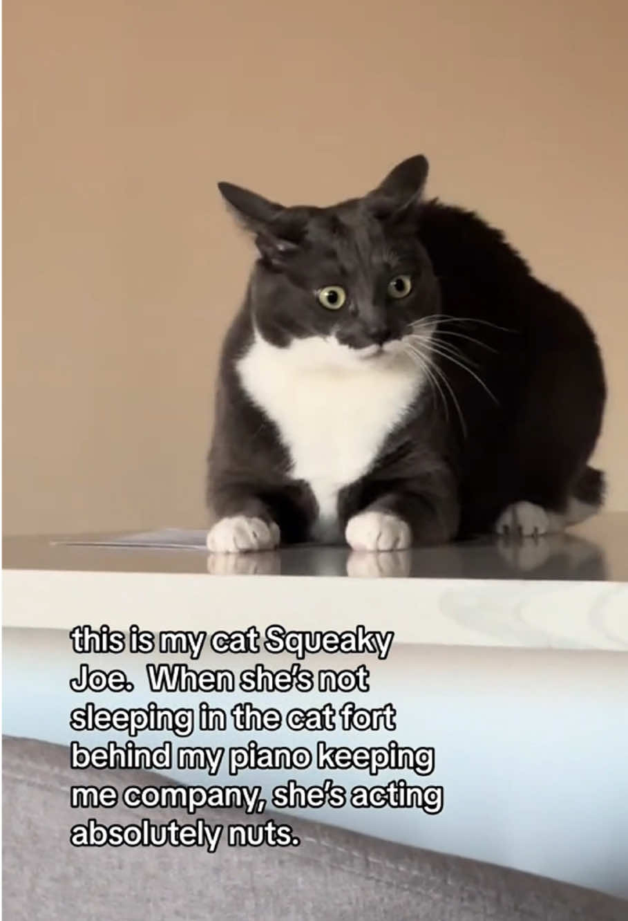 My cat seems to be possessed by something.#funnycats #funnyanimals #petvideos #cat #catsoftiktok #fyp #usa #longervideos