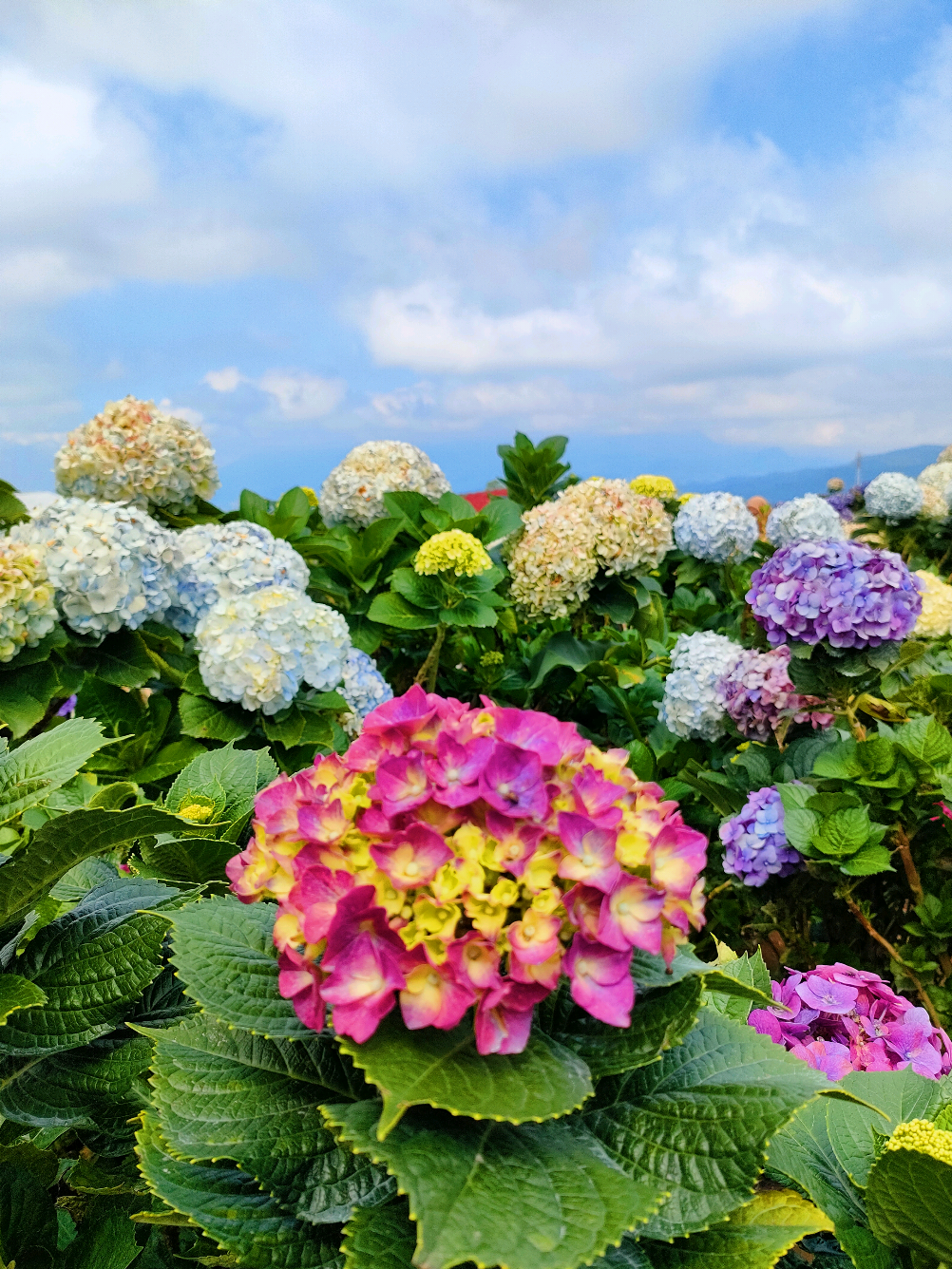Keindahan dari secuil Surga yang dapat kita nikmati #kebunbungahortensia #hydrangea #brakseng #batu #cangar #explorebatu #fairytail #fyp 