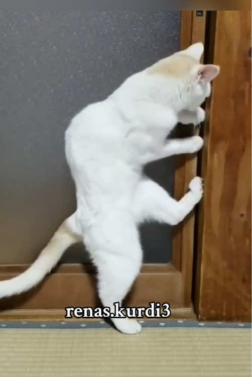This clever cat can do anything. #funnyvideos #pet #PetsOfTikTok #catlover #funnycat #fyp #fyppppppppppppppppppppppp 
