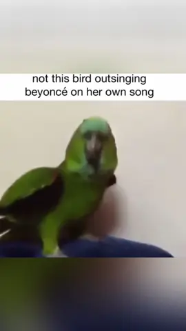 Parrot is a singer.#fyp #parrotlover #parrot #fypシ #singer 