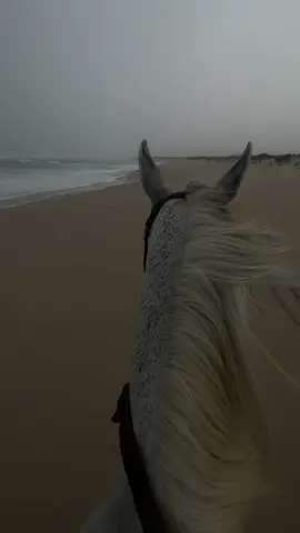 اذكر الله #خيل_عربي #حصان #بحر #الاشخره 