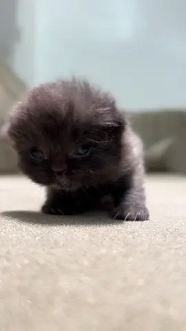 Our new baby's first steps 😻🐾