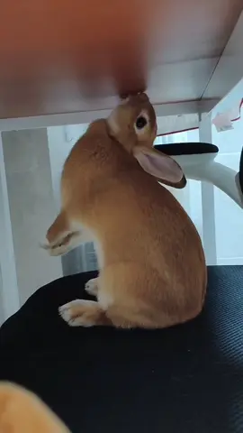So cute #rabbit #bunny #fyp #rabbitsoftiktok 