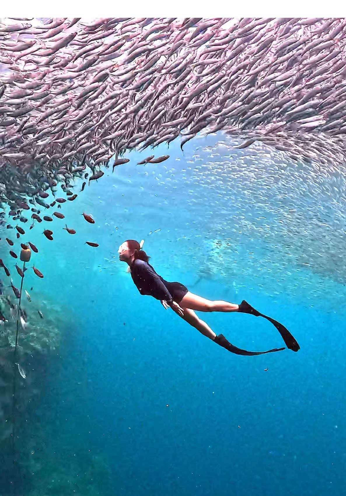 Jessa right after her intro to freediving — finning like a pro and gliding gracefully underwater. 🌊✨ Our intro class includes theory, open water skills session, and a Napaling fundive to wrap up the day. Ready to dive in? DM us to book your spot today! #PanglaoFreedivingAdventures #FreedivingPhilippines #NapalingDivePoint #SardineRun #fyp #FreedivingBohol #FreedivingBohol 