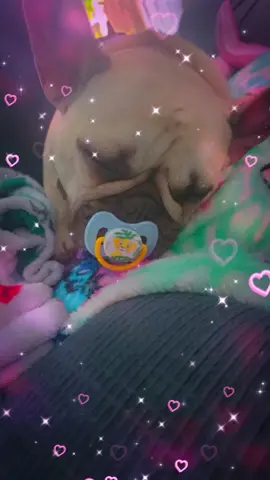 #iloveyou #frenchie 