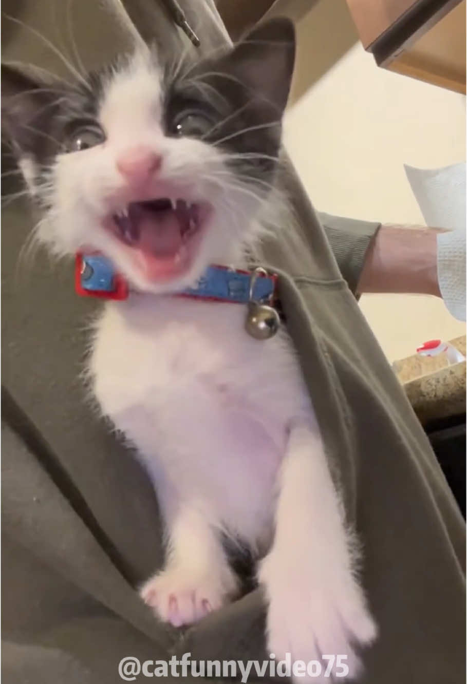 Kittens can be fiery-tempered too#cat #catsoftiktok #fyp #fypシ #catlover #funny #pet #foryoupage 