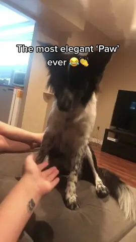 Funny Dog video🤣🤣#dog #dogsoftiktok #funny #funnyvideos #funnyanimals #ordinary #cute#Love#doglover #health #pet #fyp#foryou#funnypets 