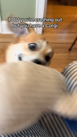The joys of having a high energy dog 🤪  #dog #corgi #corgisoftiktok #funnydog #corgis 