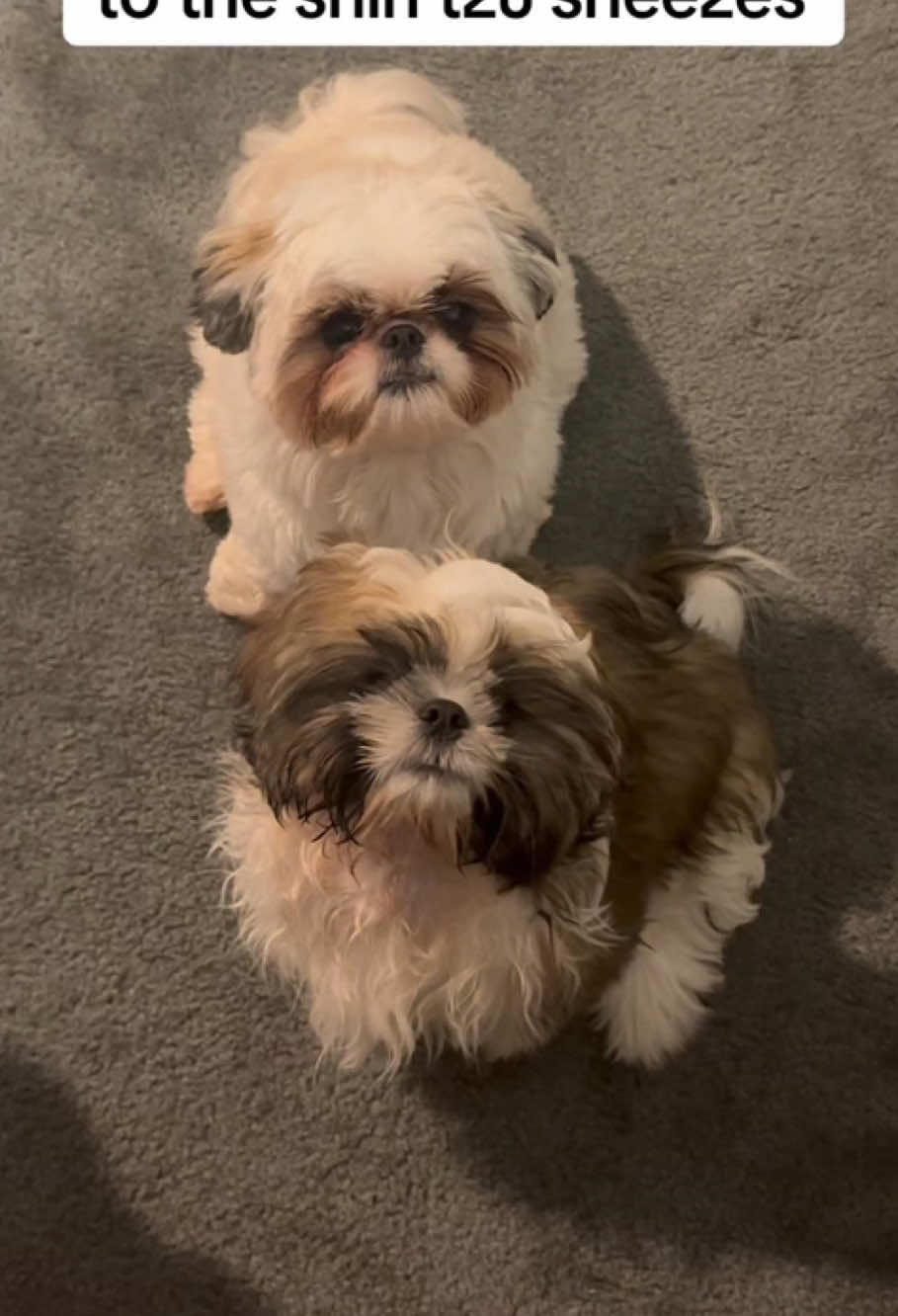When you have a Shih Tzu 🐕😂🥰 #dogsoftiktok #funnymoments #cute #shihtzu #foryou #dog #dogslover 