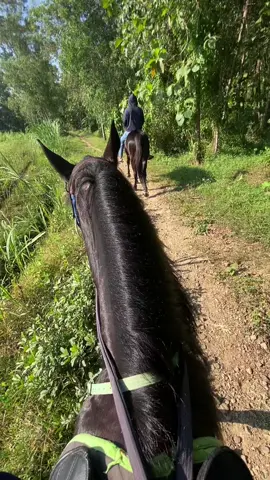 Menjelajahi alam, asekkk🌳😜 … #kudajingkrakpurworejo #purworejo24jam #kudajingkrakpurworejo🐎 #bahanswmu #kuda#jongkikuda 