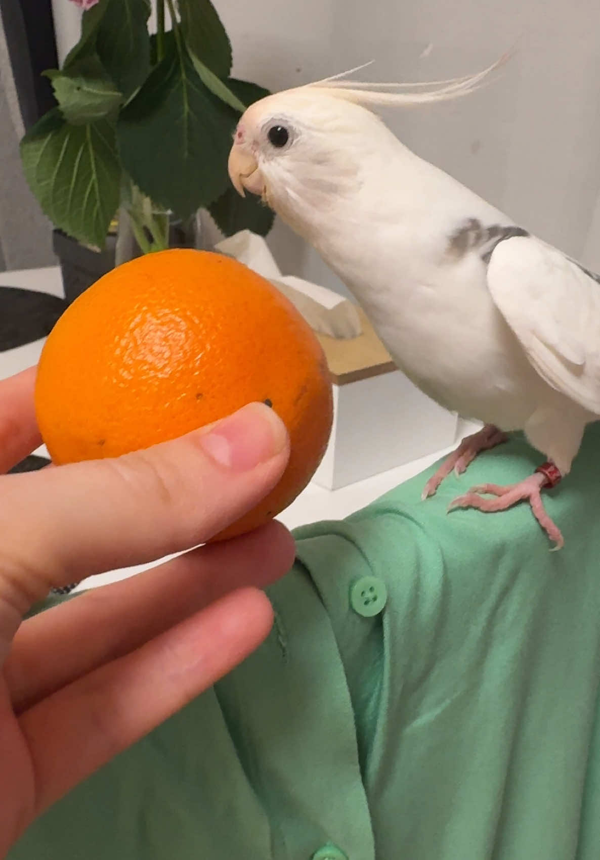 Edek singing Don’t Worry Be Happy and his mandarin is the cutest microphone ever 🎶🐦🍊 Edek śpiewa Don’t Worry Be Happy a mandarynka to jego najsłodszy mikrofon 🎶🐦🍊 #dontworrybehappy #cockatiel #singingbird #funnybird #parrotsoftiktok #birdtok #corella #cutebird #talentedbird #nimfa #śpiewającaptaszka #papuga #ptasitiktok #edek #zwierzakitiktok