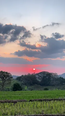 Lanang tenan